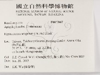 剛毛絲皮菌藏品圖，第2張