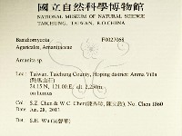 鵝膏屬藏品圖，第2張