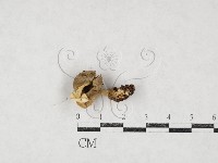 鵝膏屬藏品圖，第1張