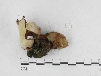 集毛菌屬藏品圖，第1張