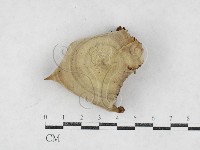 登錄號:F0027075藏品圖，第1張