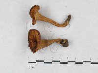 登錄號:F0027077藏品圖，第1張