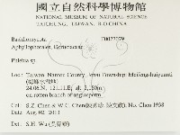 射脈菌屬藏品圖，第2張