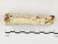 射脈菌屬藏品圖，第1張