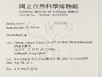 刺皮菌屬藏品圖，第2張