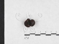 登錄號:F0027081藏品圖，第1張