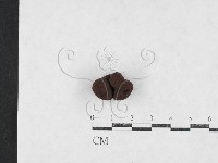 登錄號:F0027081藏品圖，第3張