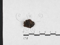 登錄號:F0027082藏品圖，第1張