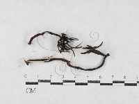 登錄號:F0027083藏品圖，第1張