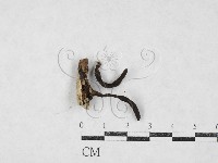 登錄號:F0027085藏品圖，第1張