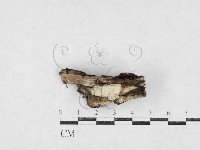 登錄號:F0027088藏品圖，第1張