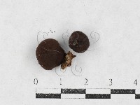 登錄號:F0027091藏品圖，第1張