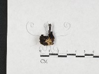 登錄號:F0027093藏品圖，第1張