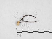 登錄號:F0027094藏品圖，第1張