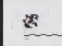 登錄號:F0027095藏品圖，第1張