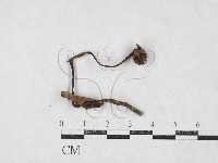 登錄號:F0027101藏品圖，第1張