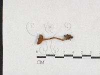 登錄號:F0027106藏品圖，第1張