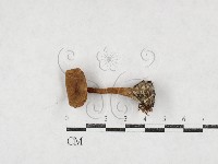 登錄號:F0027108藏品圖，第1張