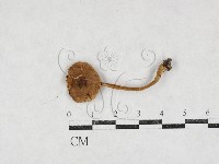 登錄號:F0027110藏品圖，第1張