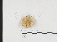 登錄號:F0027111藏品圖，第1張