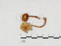 登錄號:F0027113藏品圖，第1張