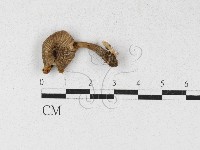 登錄號:F0027114藏品圖，第1張