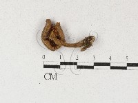 登錄號:F0027114藏品圖，第3張