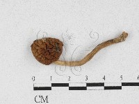 登錄號:F0027115藏品圖，第1張