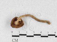 登錄號:F0027115藏品圖，第3張