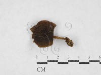 登錄號:F0027116藏品圖，第1張