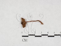 登錄號:F0027117藏品圖，第1張