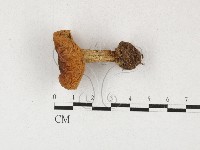 登錄號:F0027118藏品圖，第1張