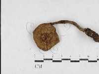 登錄號:F0027119藏品圖，第1張