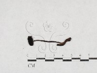 登錄號:F0027120藏品圖，第1張