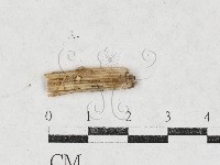 登錄號:F0027122藏品圖，第1張