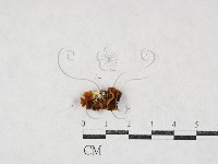 登錄號:F0027123藏品圖，第1張