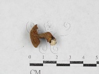 登錄號:F0027124藏品圖，第1張