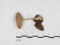 登錄號:F0027125藏品圖，第1張