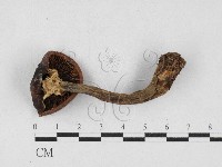 登錄號:F0027126藏品圖，第3張