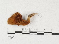 登錄號:F0027127藏品圖，第3張
