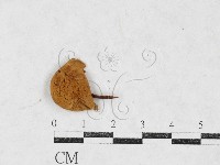 登錄號:F0027131藏品圖，第1張