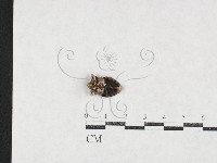 登錄號:F0027132藏品圖，第3張