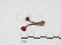 登錄號:F0027134藏品圖，第1張