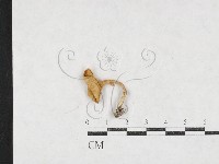 登錄號:F0027135藏品圖，第1張