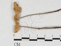 登錄號:F0027137藏品圖，第3張