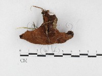 登錄號:F0027138藏品圖，第1張