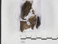 登錄號:F0027141藏品圖，第1張