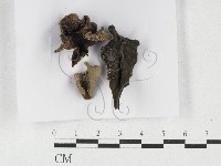 登錄號:F0027143藏品圖，第1張