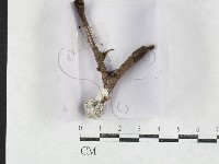登錄號:F0027144藏品圖，第1張