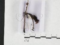 登錄號:F0027145藏品圖，第1張